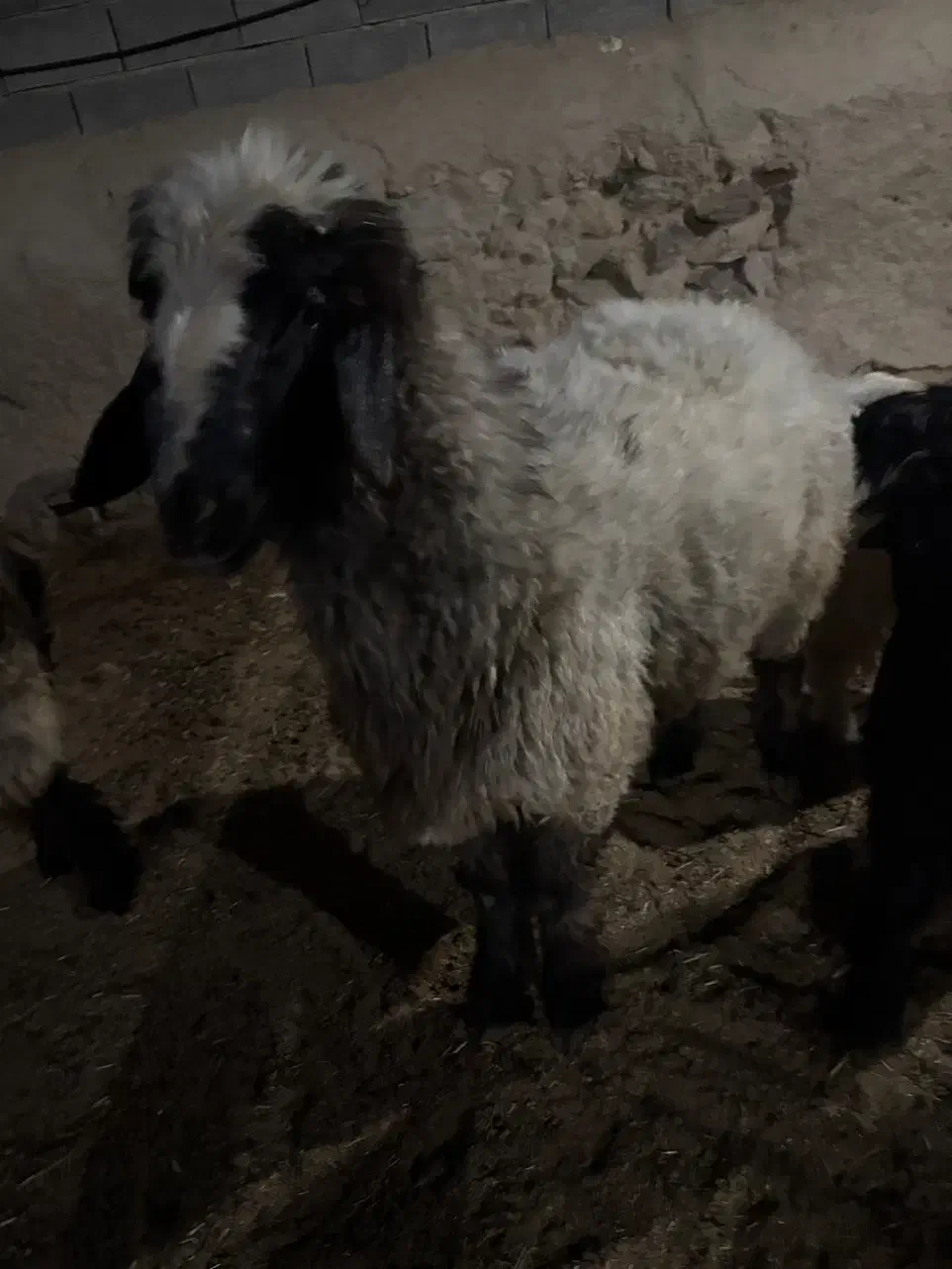 بره و کهره چاق|حیوانات مزرعه|مرودشت, تخت جمشید|دیوار