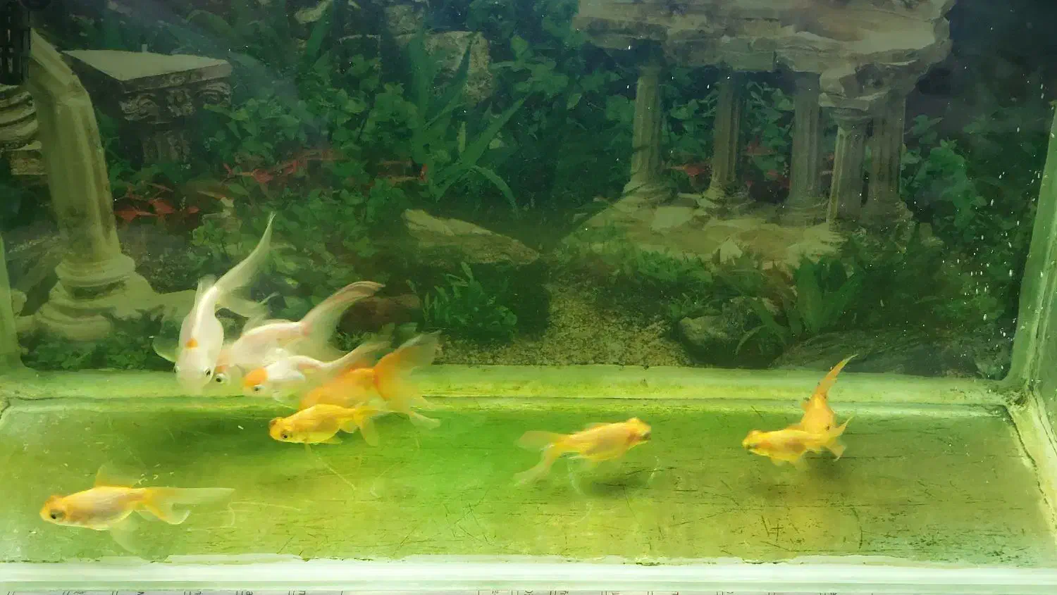 تعدادی ماهی گلدفیش|ماهی|اسلامشهر, مطهری|دیوار