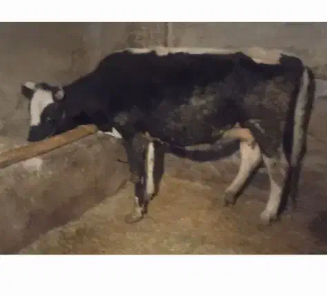 گاو و گوساله|حیوانات مزرعه|سنندج, |دیوار