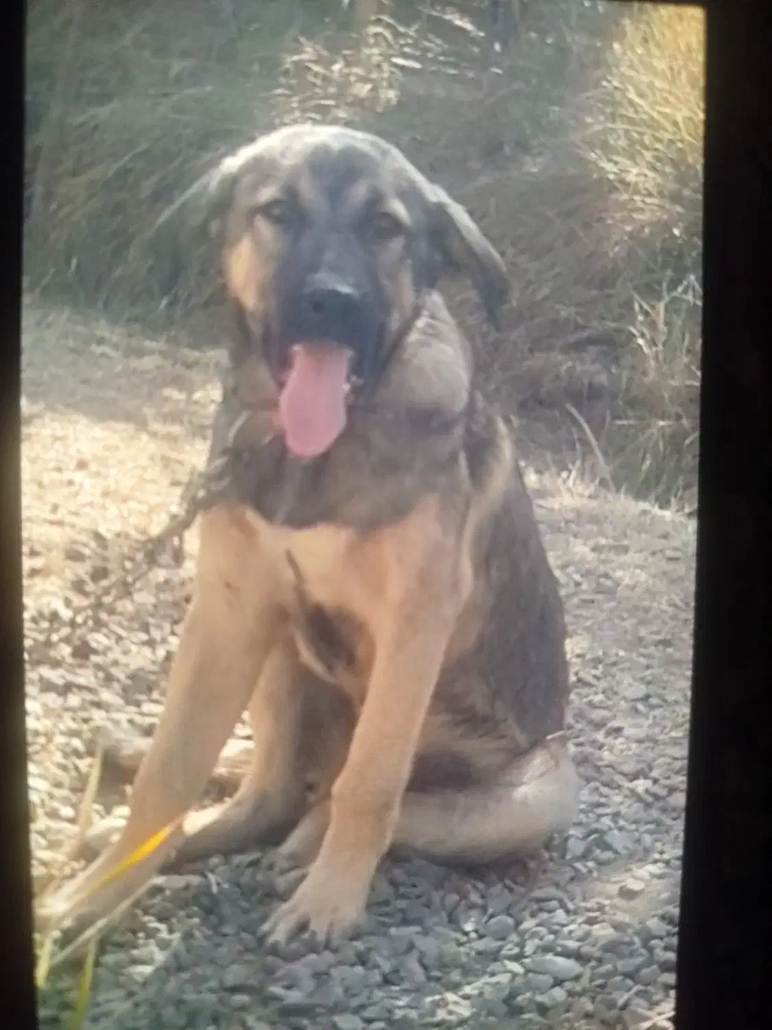 گمشده مژدگانی|حیوانات|ابهر, |دیوار