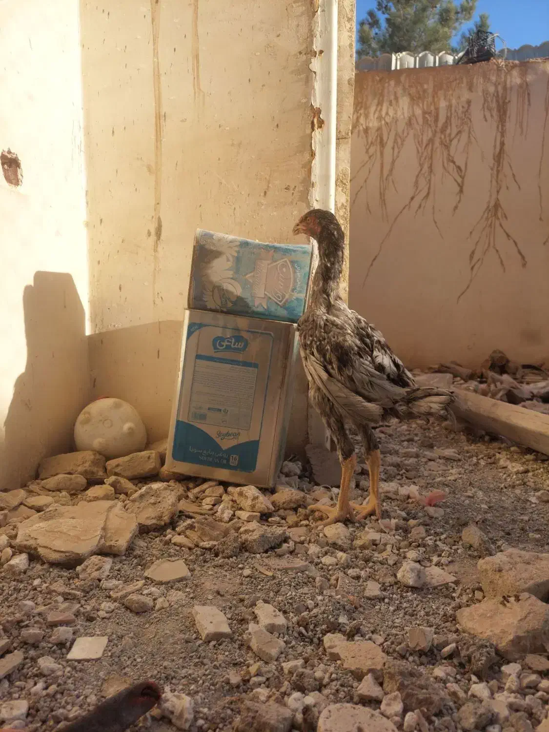 لاری|حیوانات مزرعه|تربتحیدریه, رجایی|دیوار