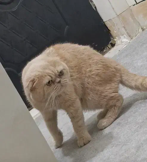 گربه|گربه|اهواز, کمپلو جنوبی|دیوار