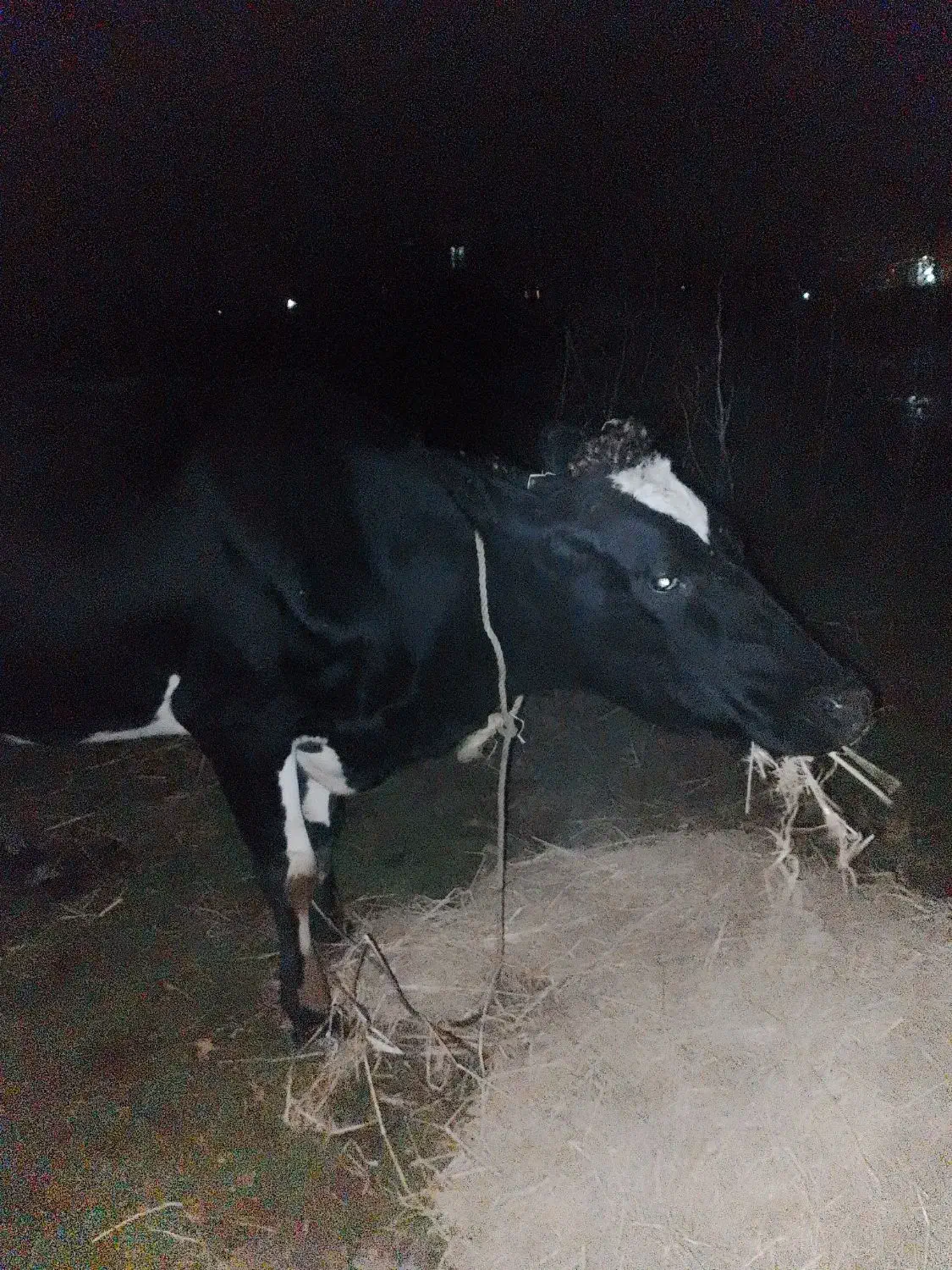 گاو|حیوانات مزرعه|صومعه‌سرا, |دیوار