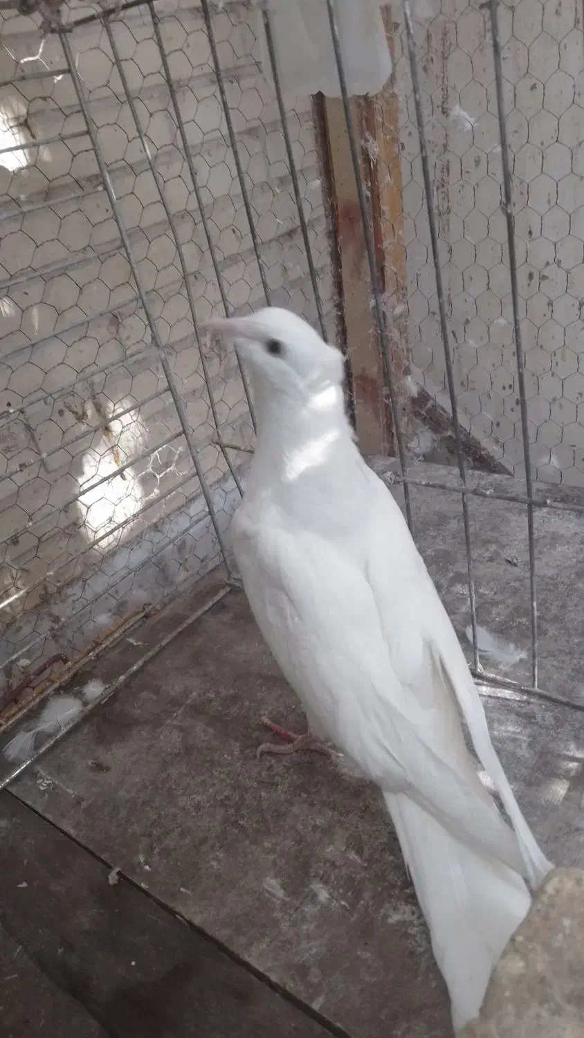 جفت جوجه کبوتر|پرنده|یزد, |دیوار