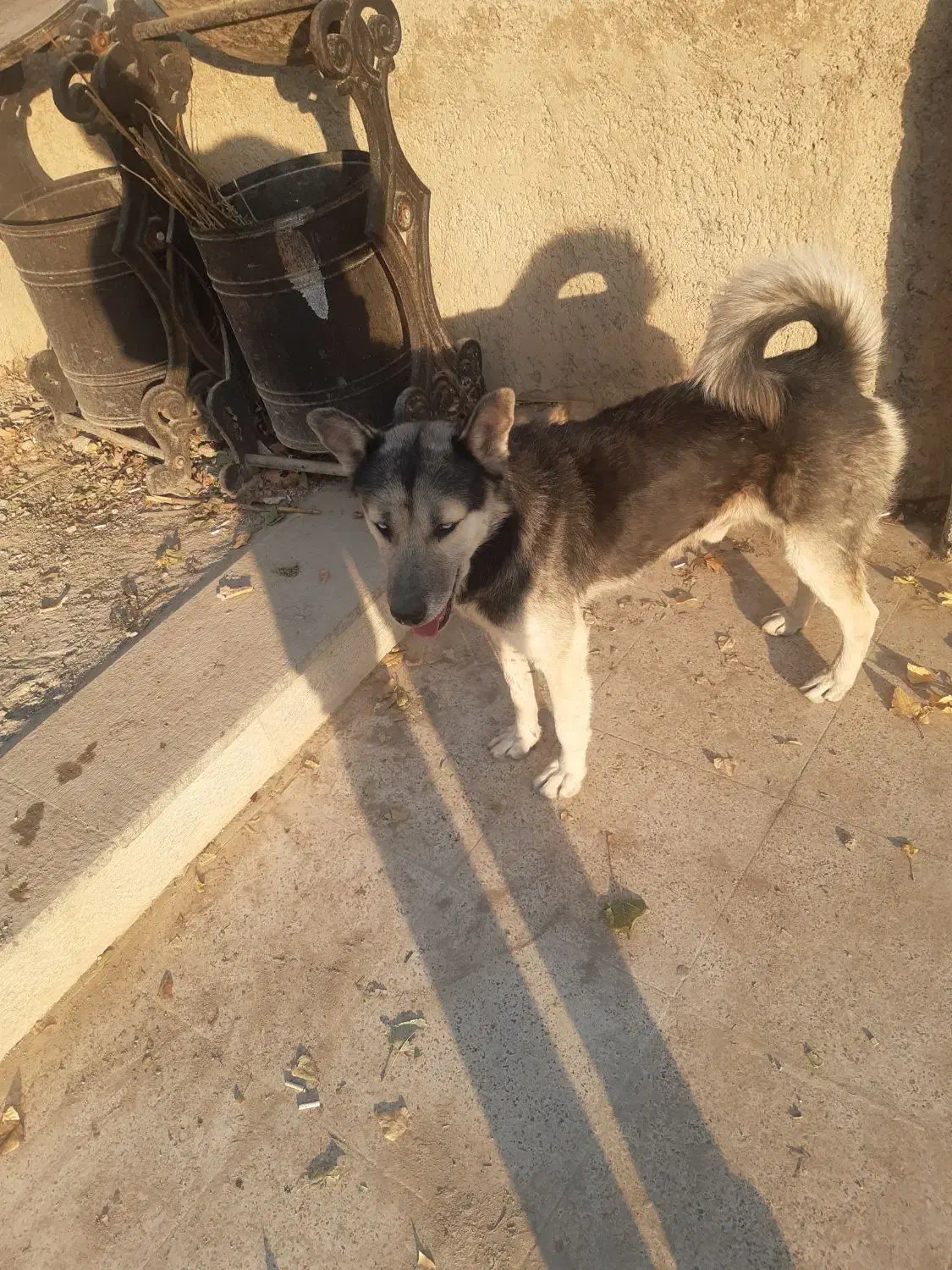 سک گرگی  ویلایی|سگ|لواسان, |دیوار