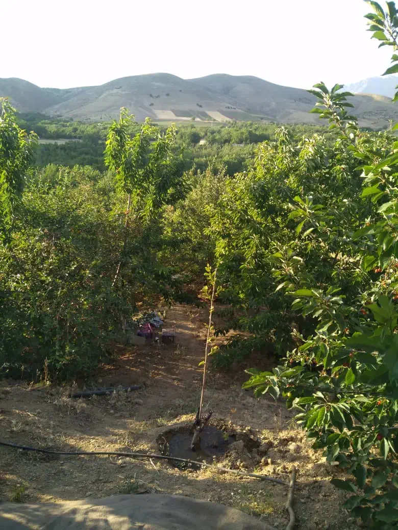 فروش باغ واقع در روستای سردهلق|فروش زمین و ملک کلنگی|صحنه, |دیوار