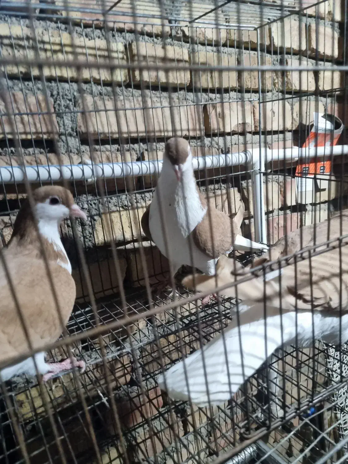 کبوتر|حیوانات|مرند, |دیوار