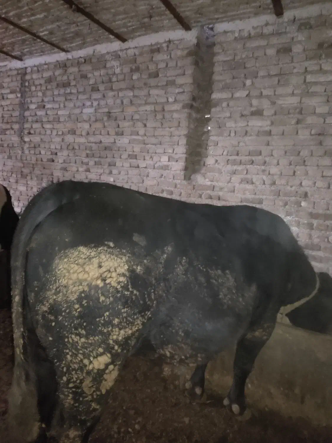 فروش دو راس گاو نر گوشتی|حیوانات مزرعه|مرند, |دیوار