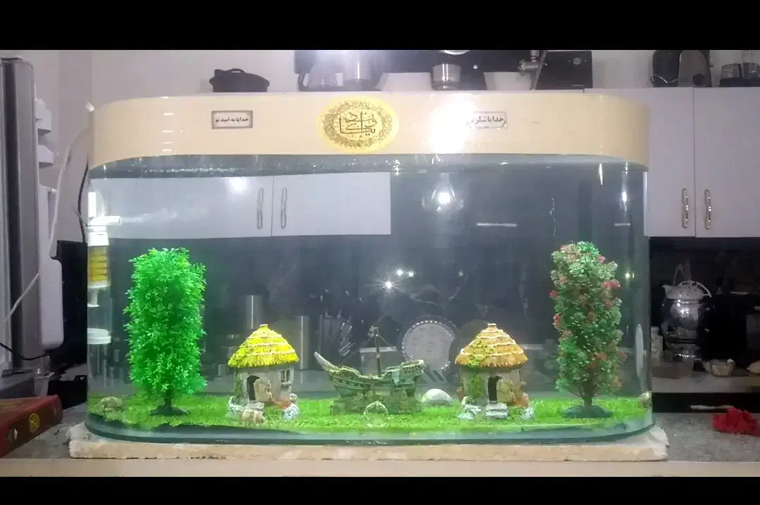 اکواریوم باماهی ولوازم|ماهی|تایباد, |دیوار