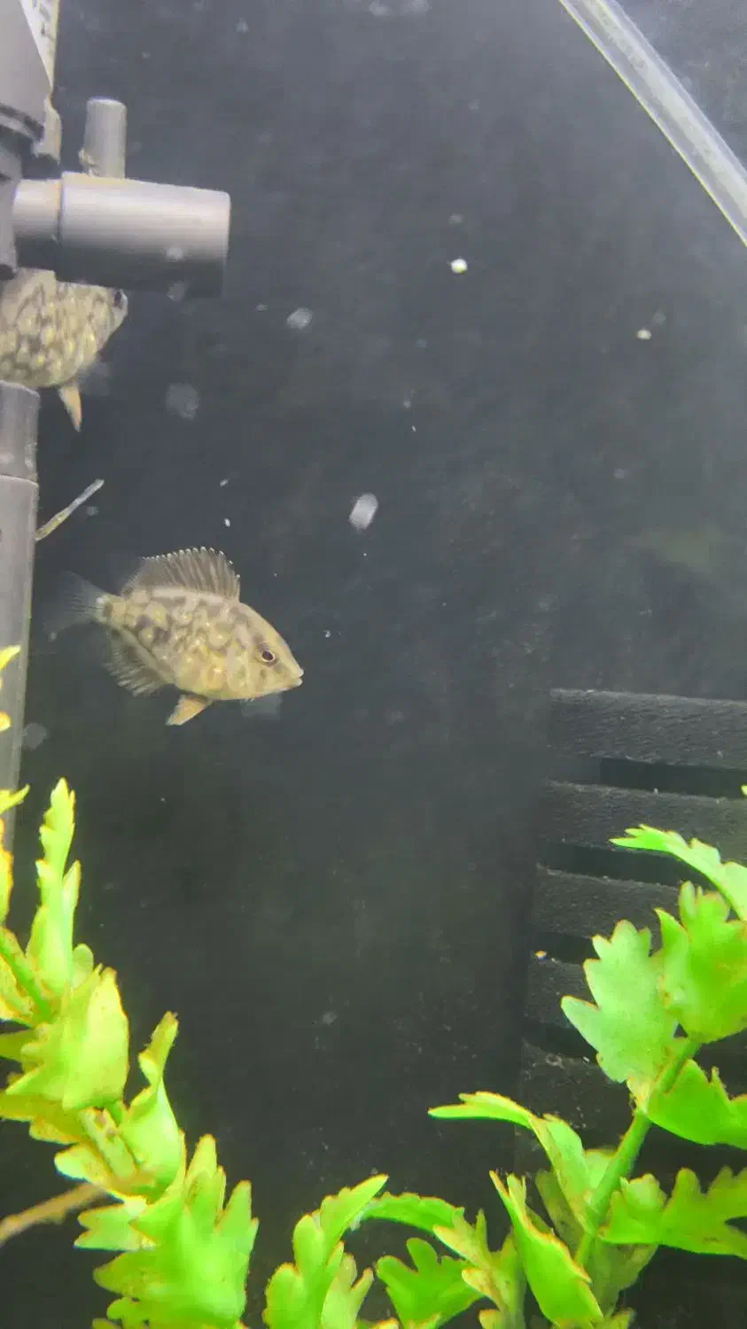 ماهی خوب و کم یاب میخوای بیا اینجا|ماهی|زابل, |دیوار