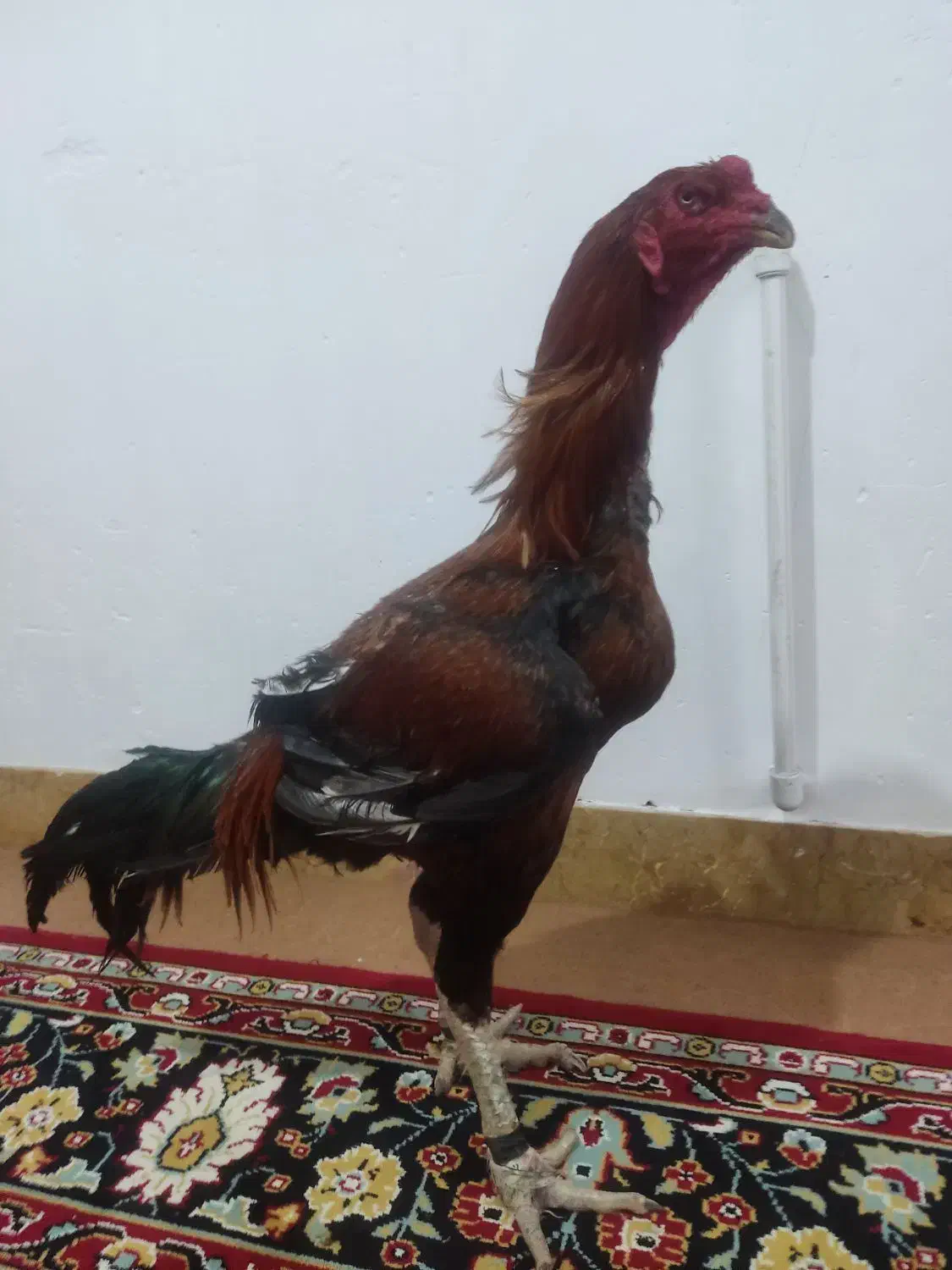 toop|حیوانات مزرعه|کهنوج, |دیوار