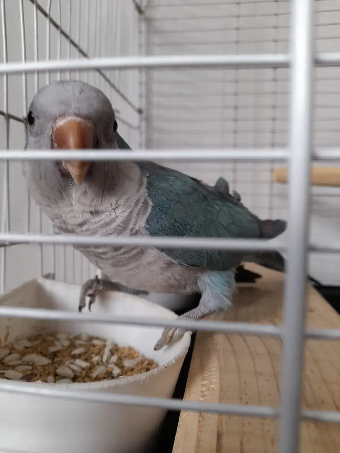 طوطی راهب|پرنده|ارومیه, |دیوار