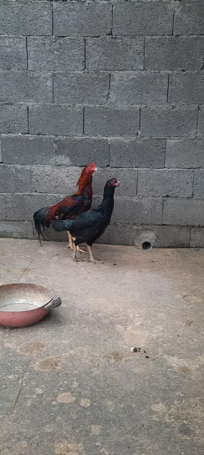 مرغ خروس|حیوانات مزرعه|سنگر, |دیوار