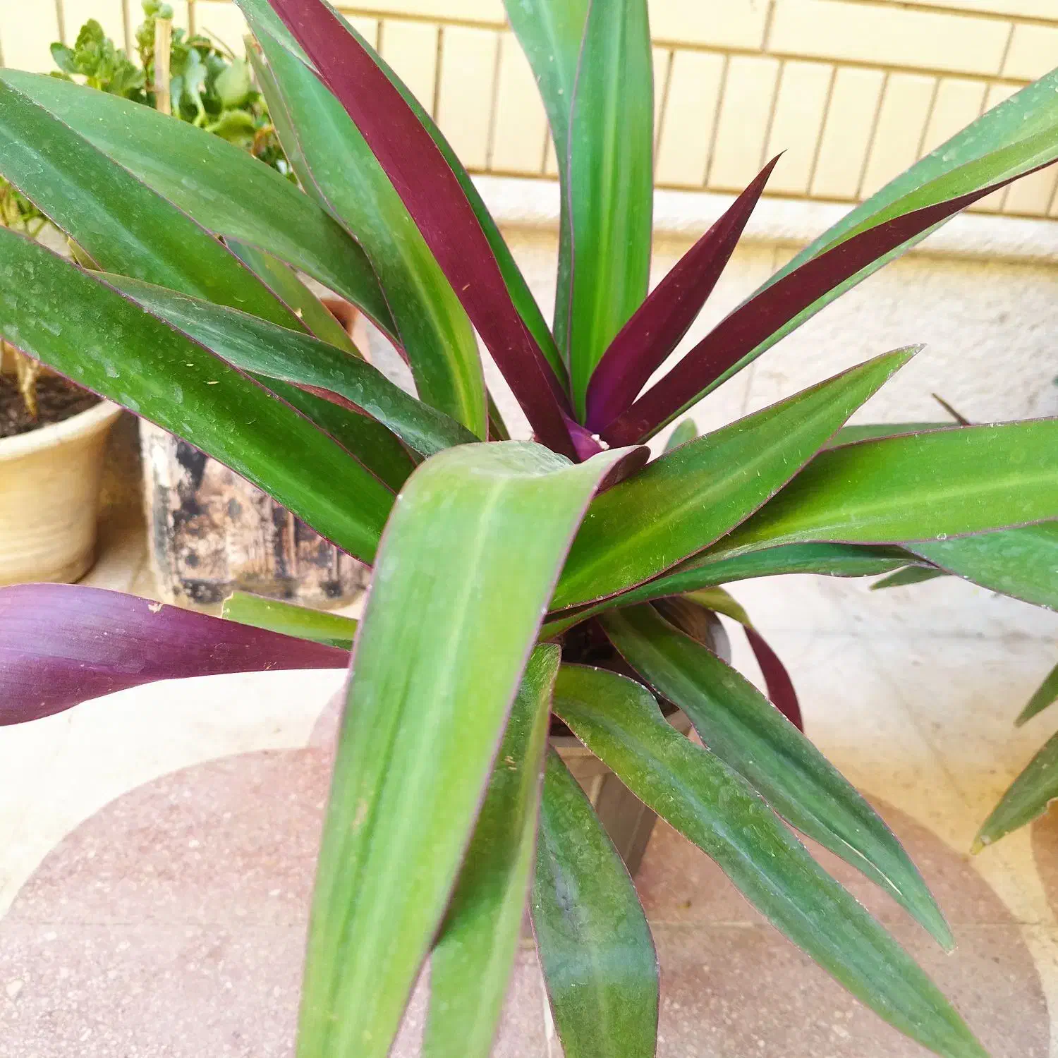 گلدان گل طبیعی سر سبزو شاداب.|گل و گیاه طبیعی|شیراز, رکنآباد|دیوار