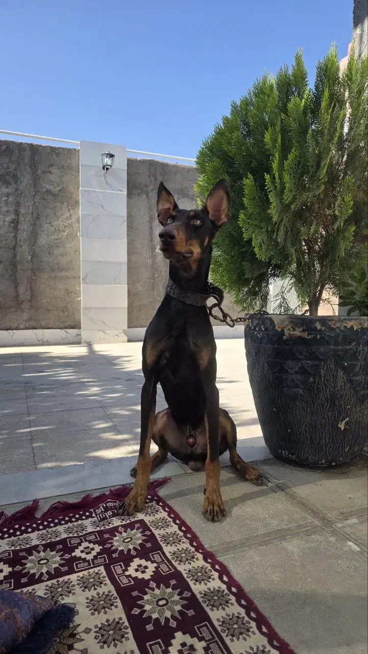 سگ دوبرمن|سگ|کرمان, |دیوار