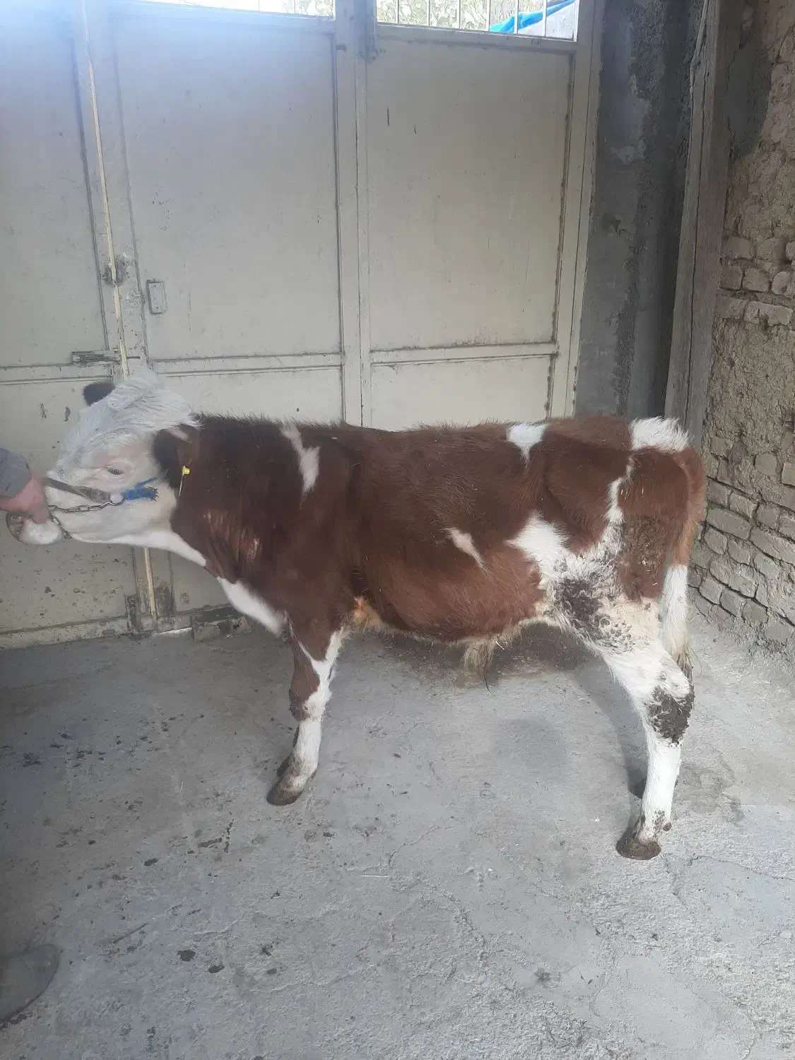 گوسال‌سیمینتال|حیوانات مزرعه|الیگودرز, |دیوار