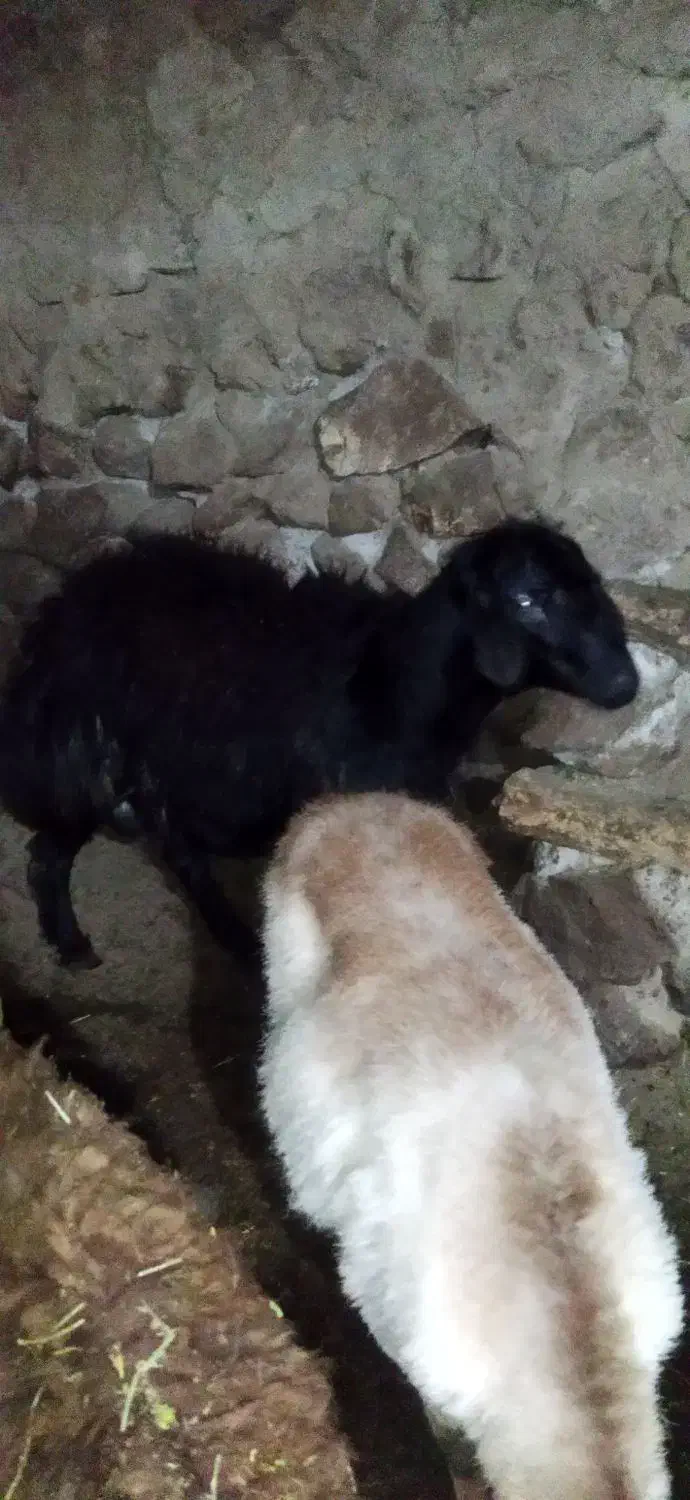 قوچ|حیوانات مزرعه|سراب, |دیوار