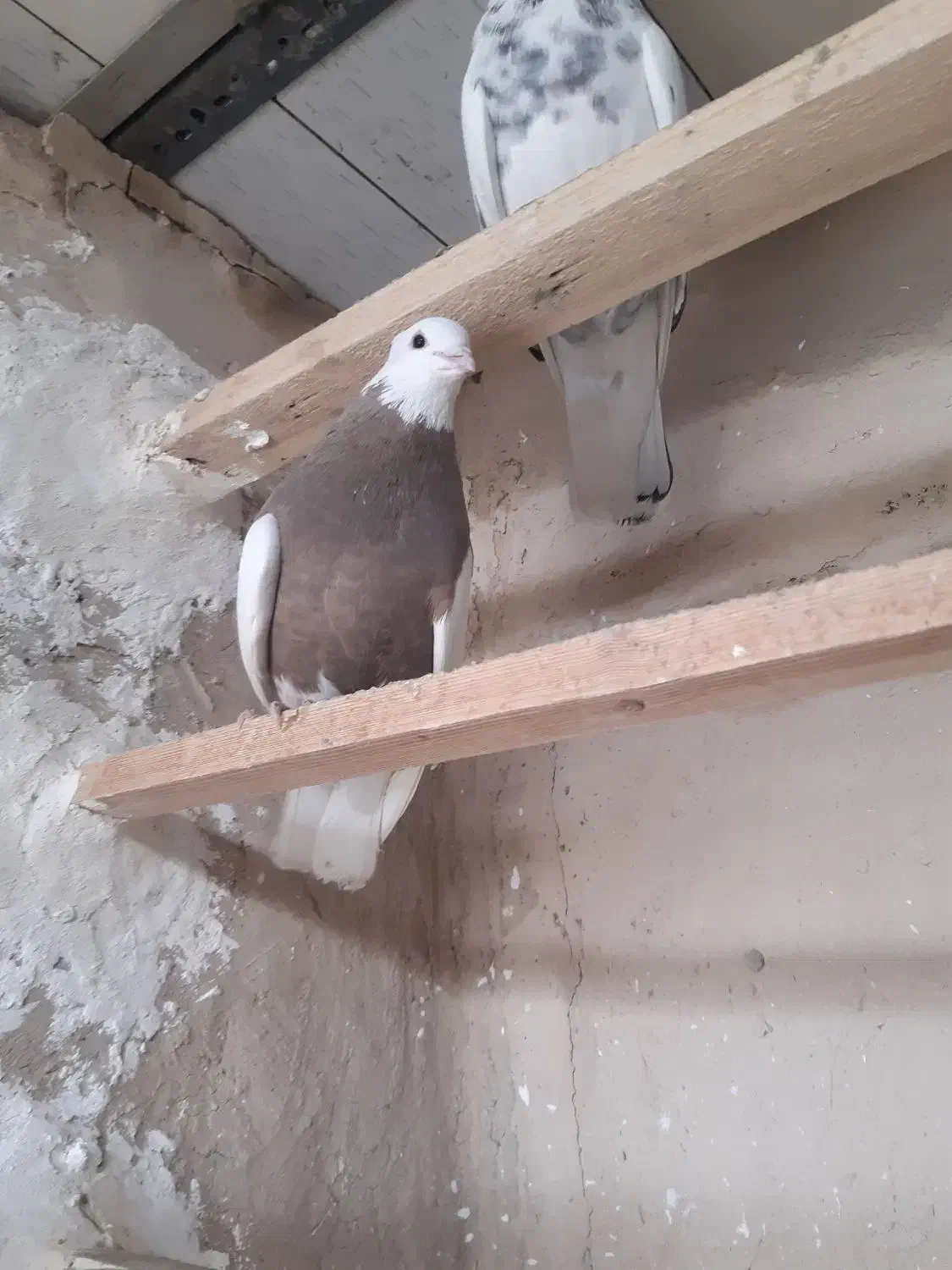 کبوتر|پرنده|تهران, شهر زیبا|دیوار