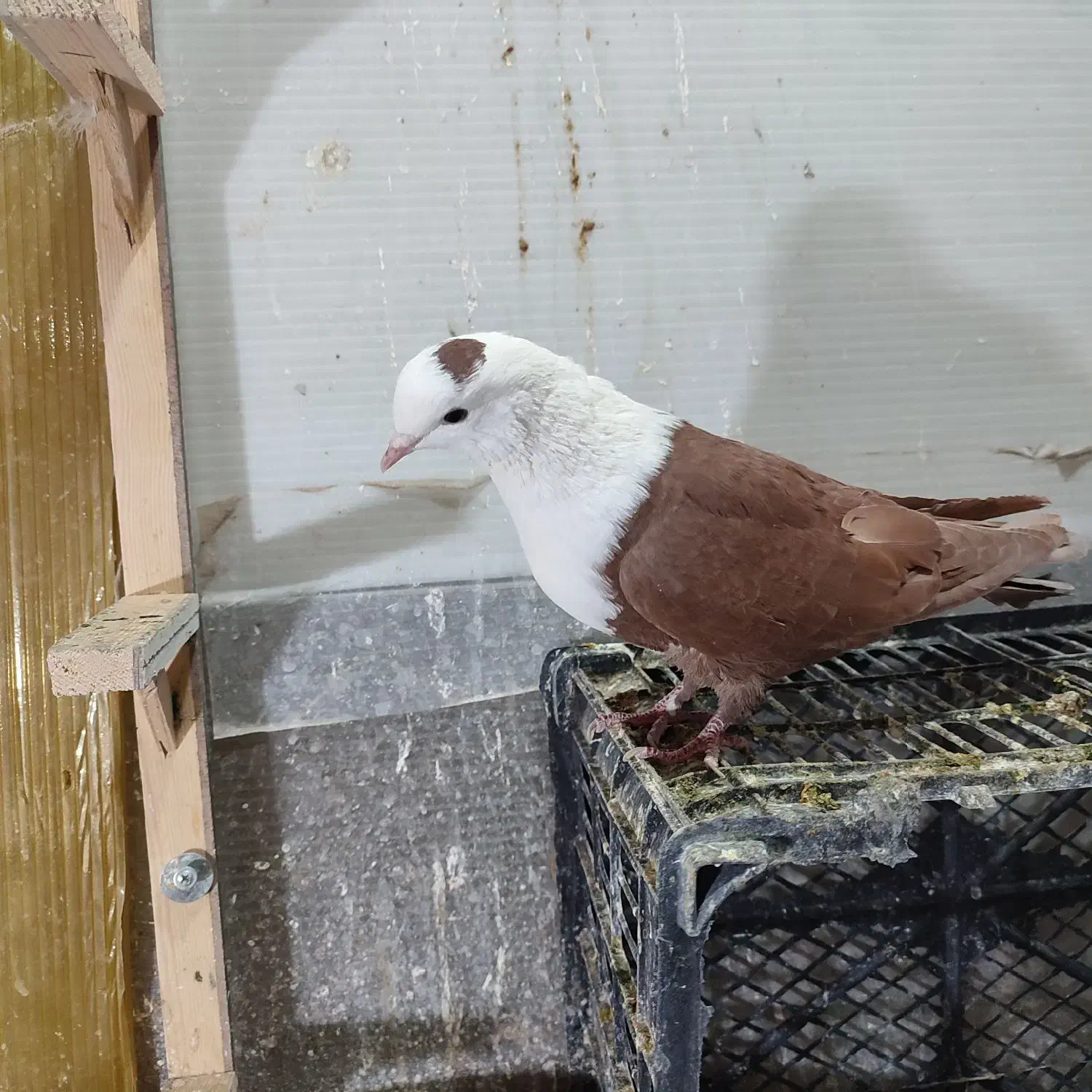 سرخ کله سفید|پرنده|سبزوار, جوادیه غربی|دیوار