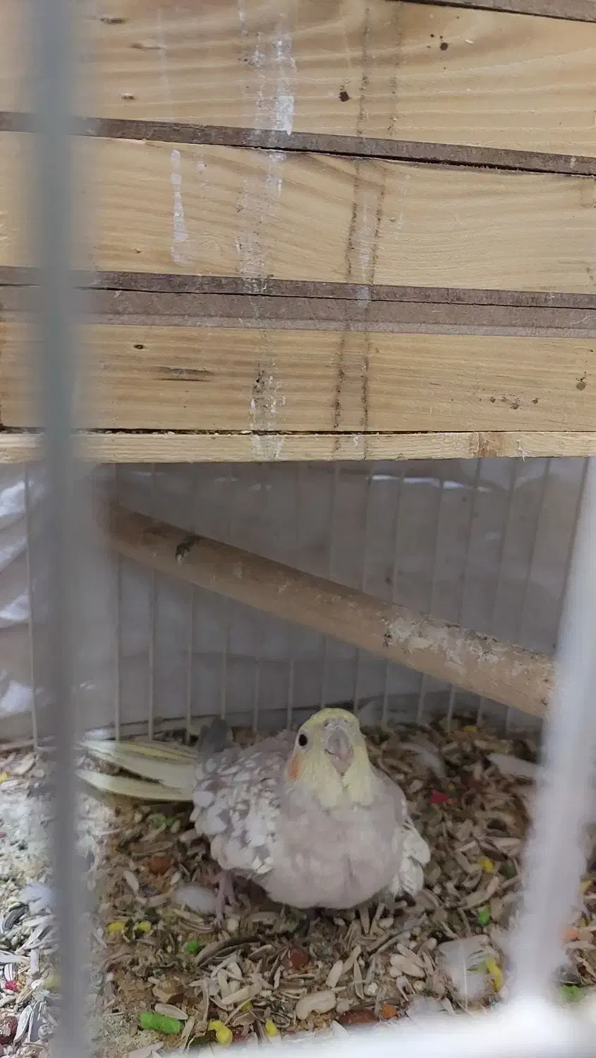 جفت عروس|پرنده|یاسوج, |دیوار