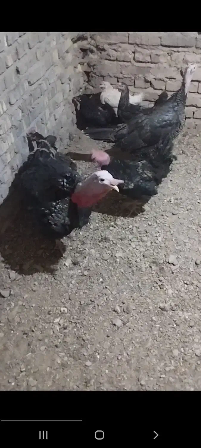 بوقلمون|حیوانات مزرعه|مروست, |دیوار