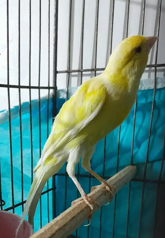 ۳عدد قناری مست|پرنده|بروجرد, |دیوار