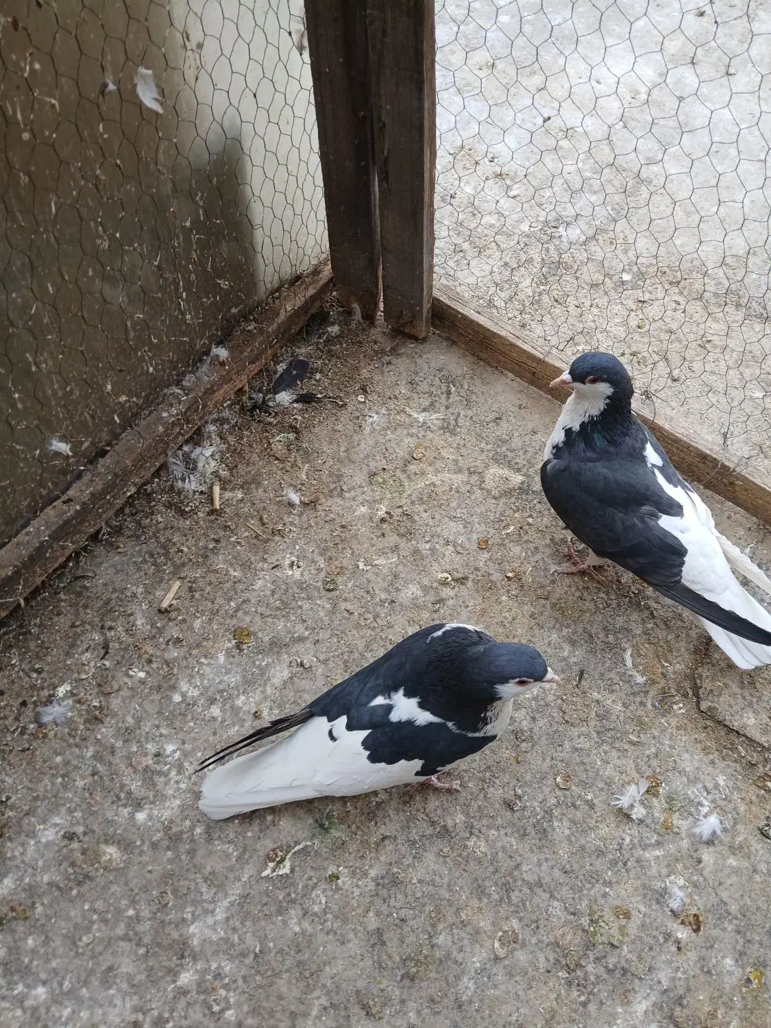 چپ نرماده|پرنده|لنجان, |دیوار