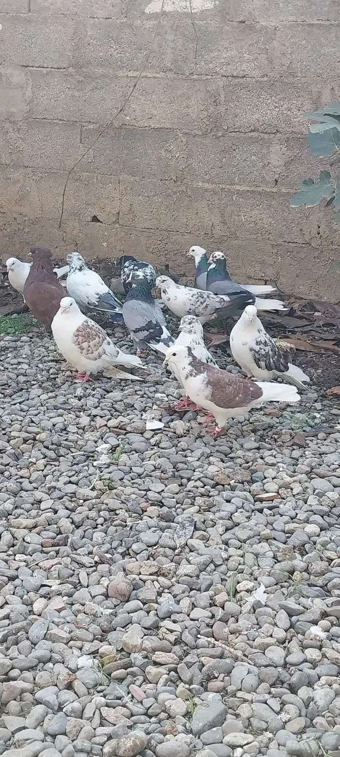 کبوترهای پرشی|پرنده|خان ببین, |دیوار