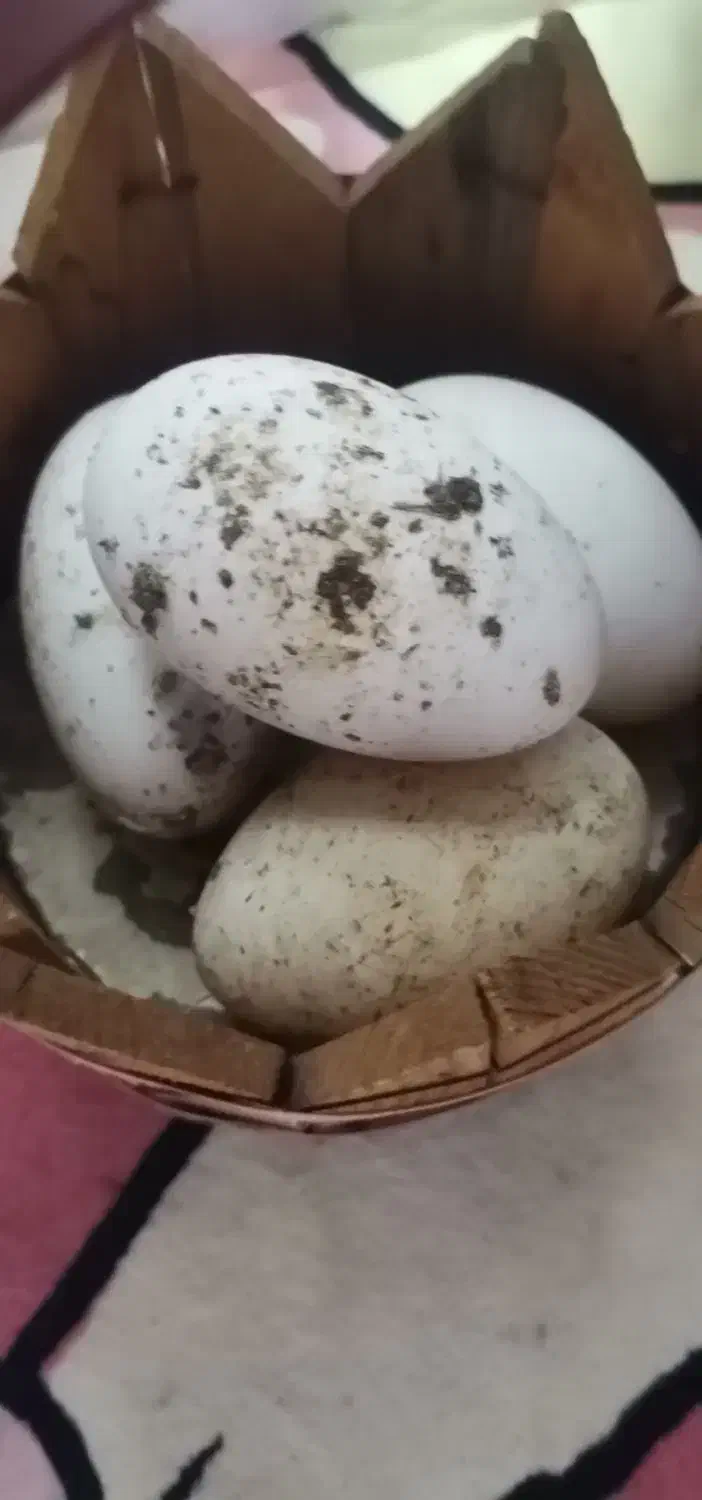 تخم قو غاز|لوازم جانبی حیوانات|چمستان, |دیوار