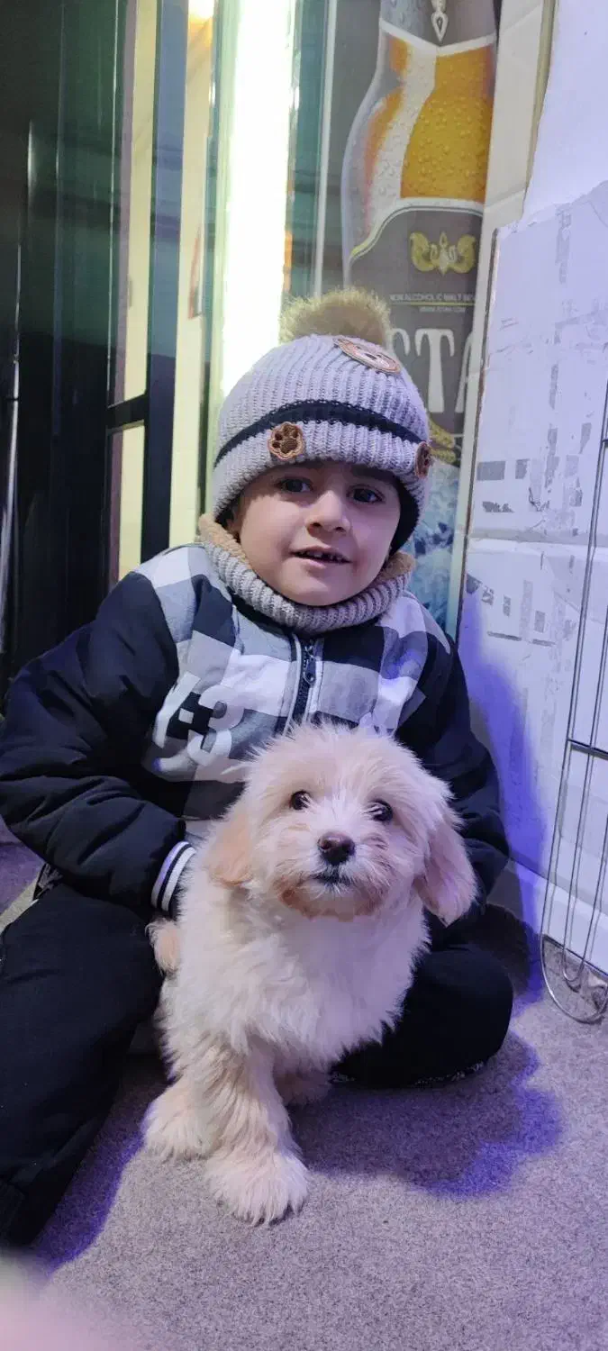 سگ پامر شیتزو|سگ|فشاپویه, |دیوار