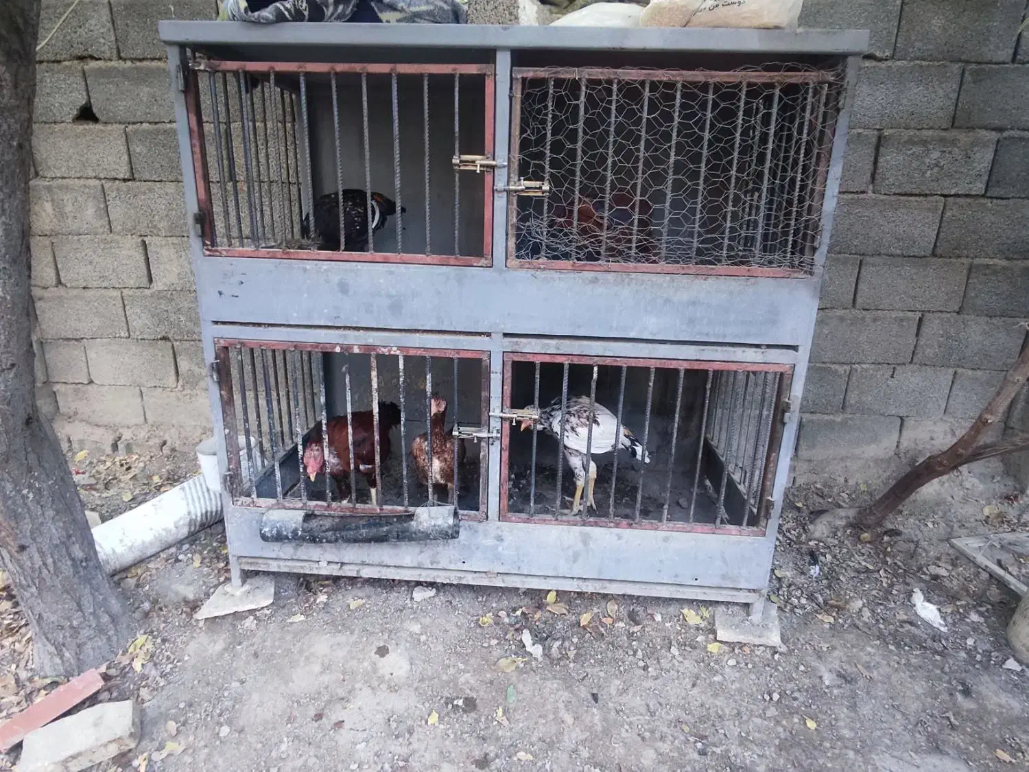 خروس،مرغ و جوجه لاری با قفس|پرنده|رامجین, |دیوار