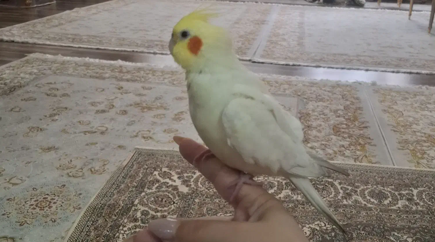 مژدگانی ۳ میلیون تومن میدم عروسم گم شده|حیوانات|مرند, |دیوار