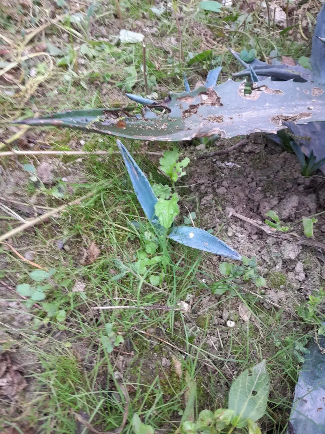 گل های طبیعی|گل و گیاه طبیعی|قائمشهر, |دیوار