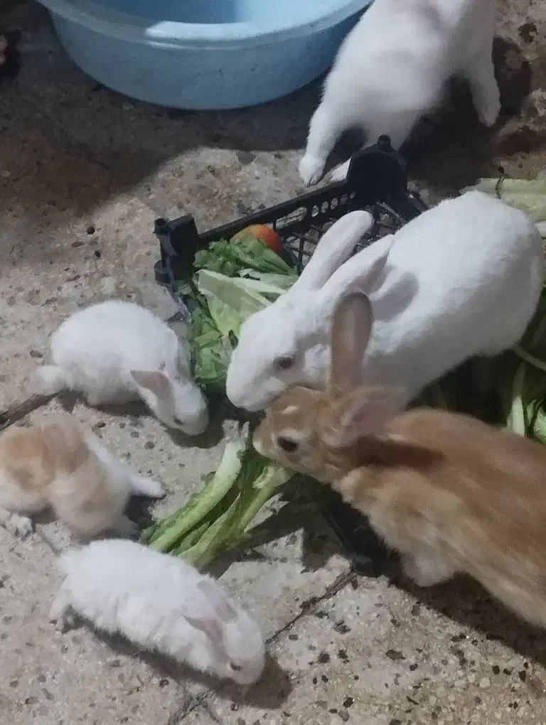 خرگوش واسه فروش چهارتاخرگوش بزرگ چهارتابچه خرگوش|موش و خرگوش|اهواز, حصیرآباد|دیوار