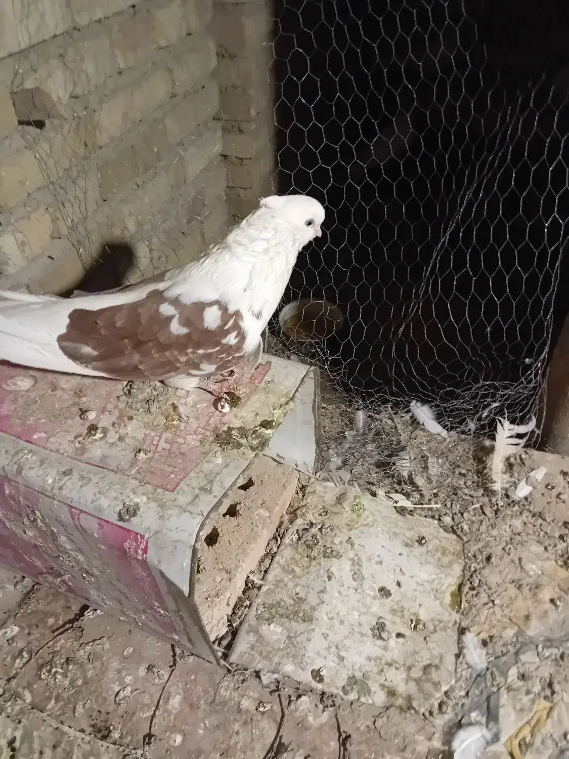 کبوتر پشتار|پرنده|مرند, |دیوار