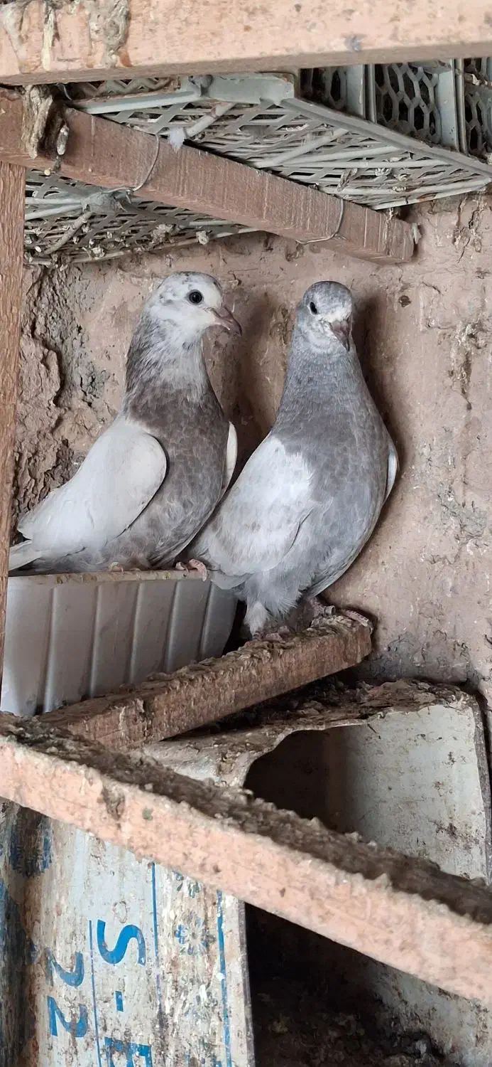 جوجه پرشی ب،ضمانت|پرنده|گلستان (تهران), |دیوار