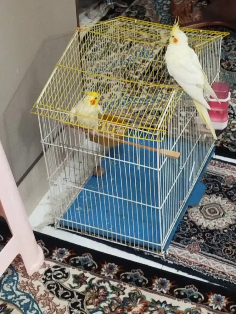 عروس هلندی زعفرانی|پرنده|فردیس, شهرک وحدت|دیوار