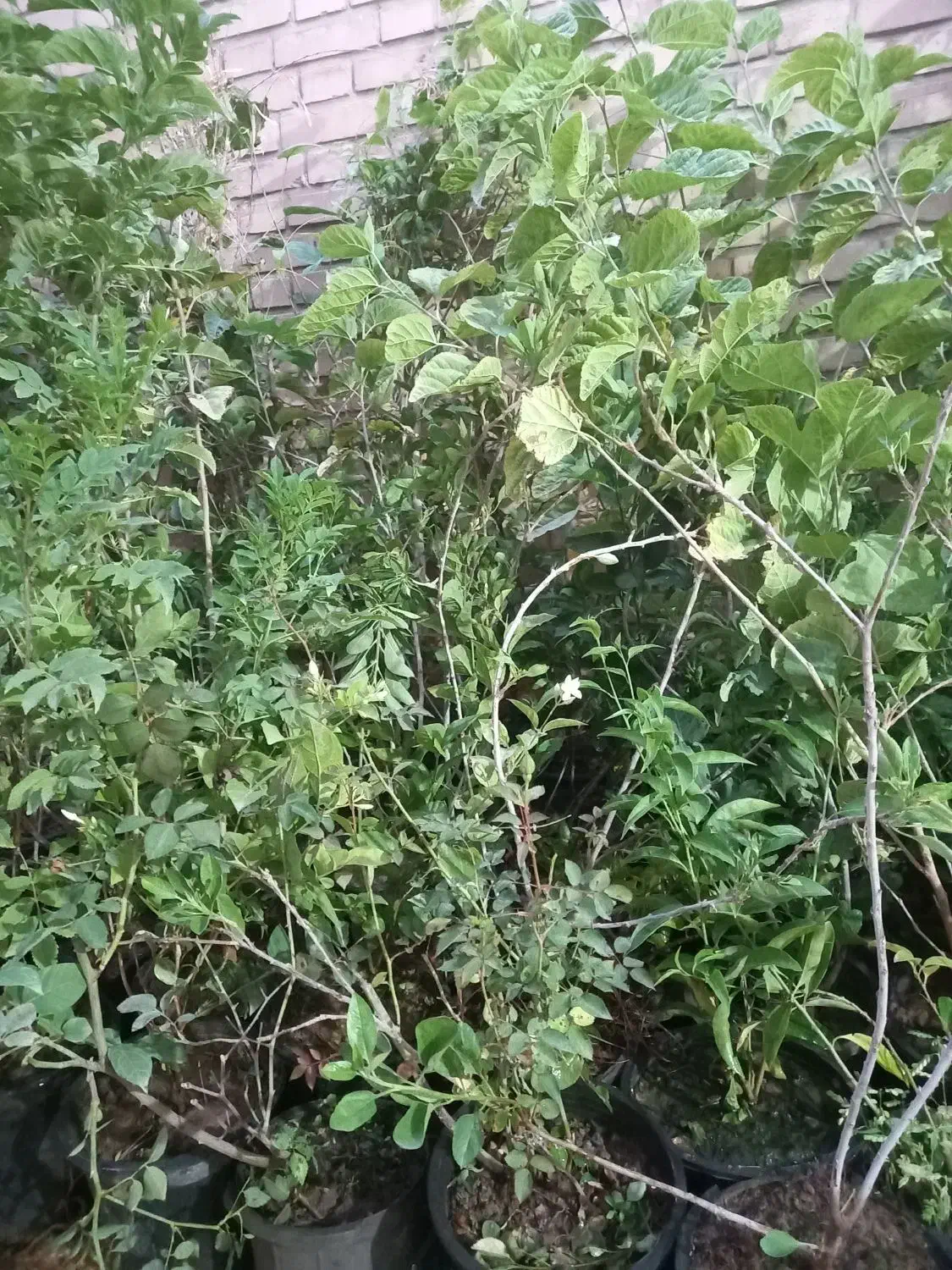 فروش درخت و انواع گل|خدمات باغبانی و درختکاری|اهواز, نادری|دیوار