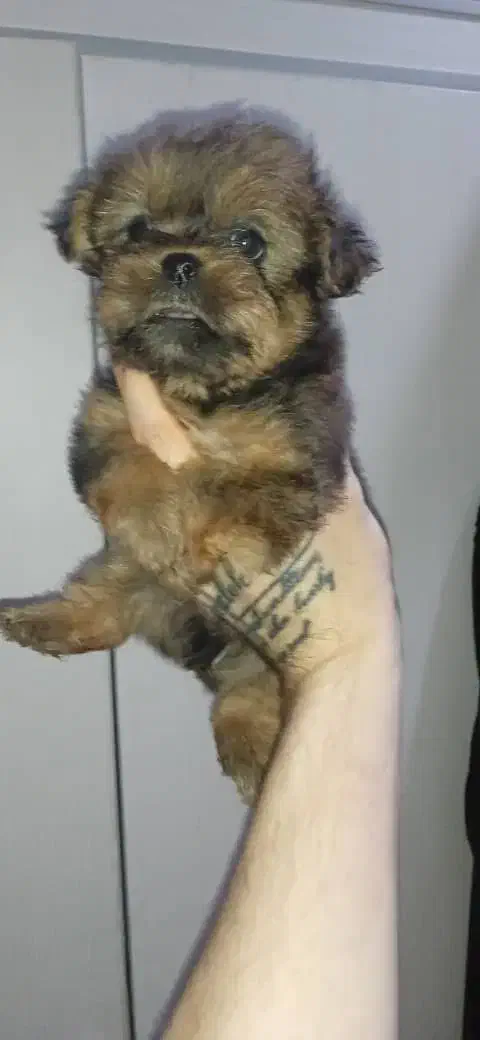 پت های شیتزو شیرخواره|سگ|ساری, |دیوار