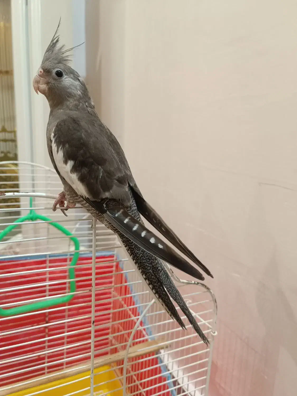 جوجه عروس وایت فیس|پرنده|رشت, پارک شهر|دیوار