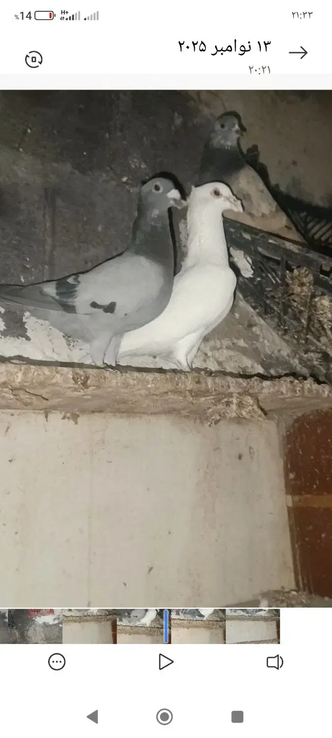 کبوتر پلاکی|حیوانات|لامرد, |دیوار