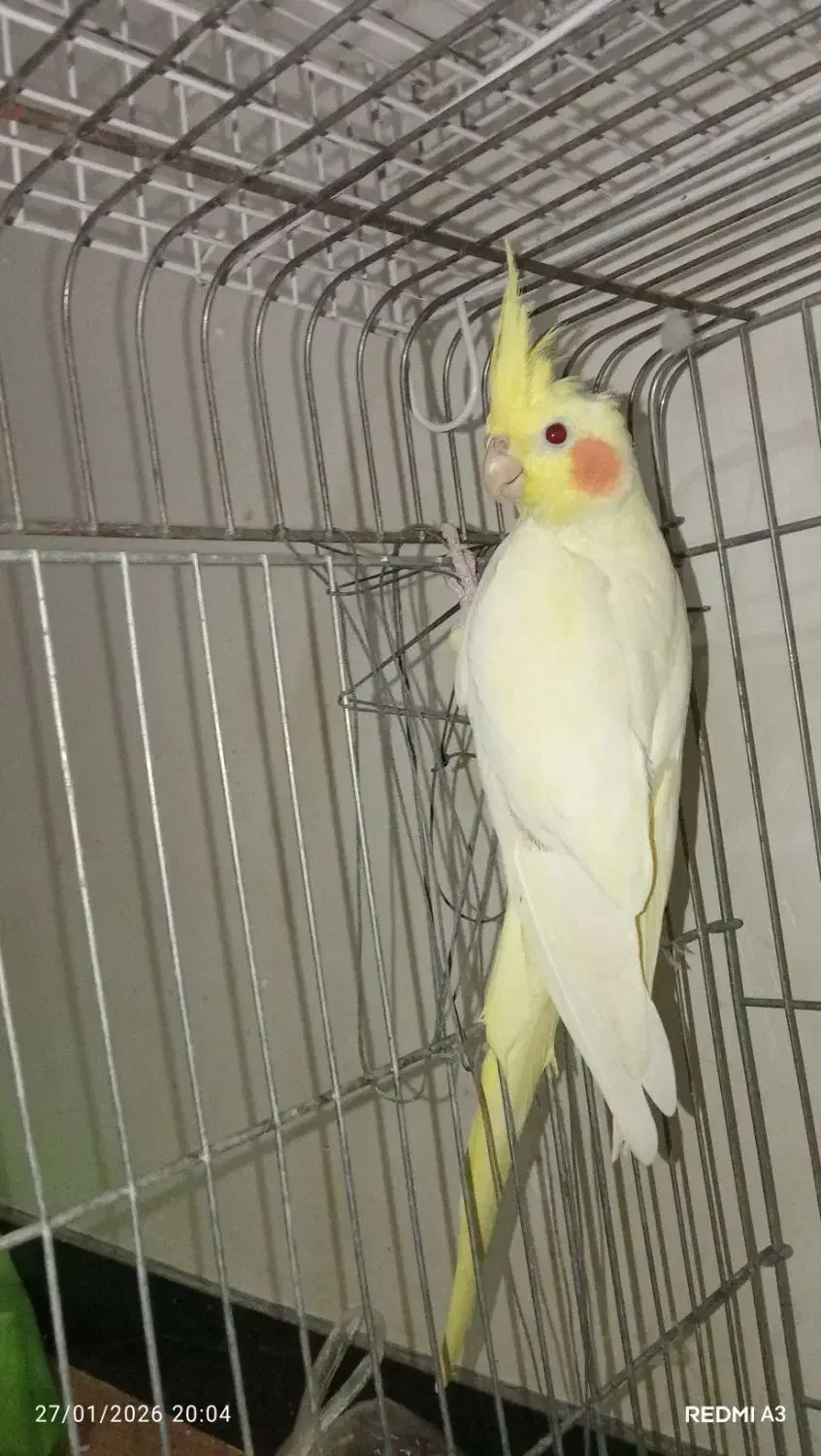 عروس هلندی|پرنده|لیسار, |دیوار