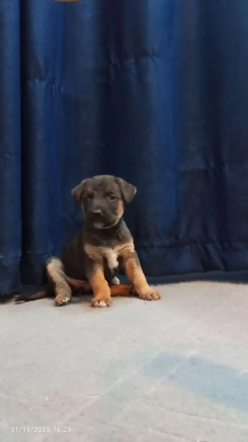 توله دوبرمن و ژرمن ققط هزینه نگهداری گرفته میشود|سگ|مشهد, اقبال|دیوار