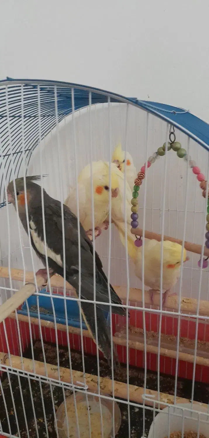 عروس هلندی|پرنده|اندیمشک, |دیوار