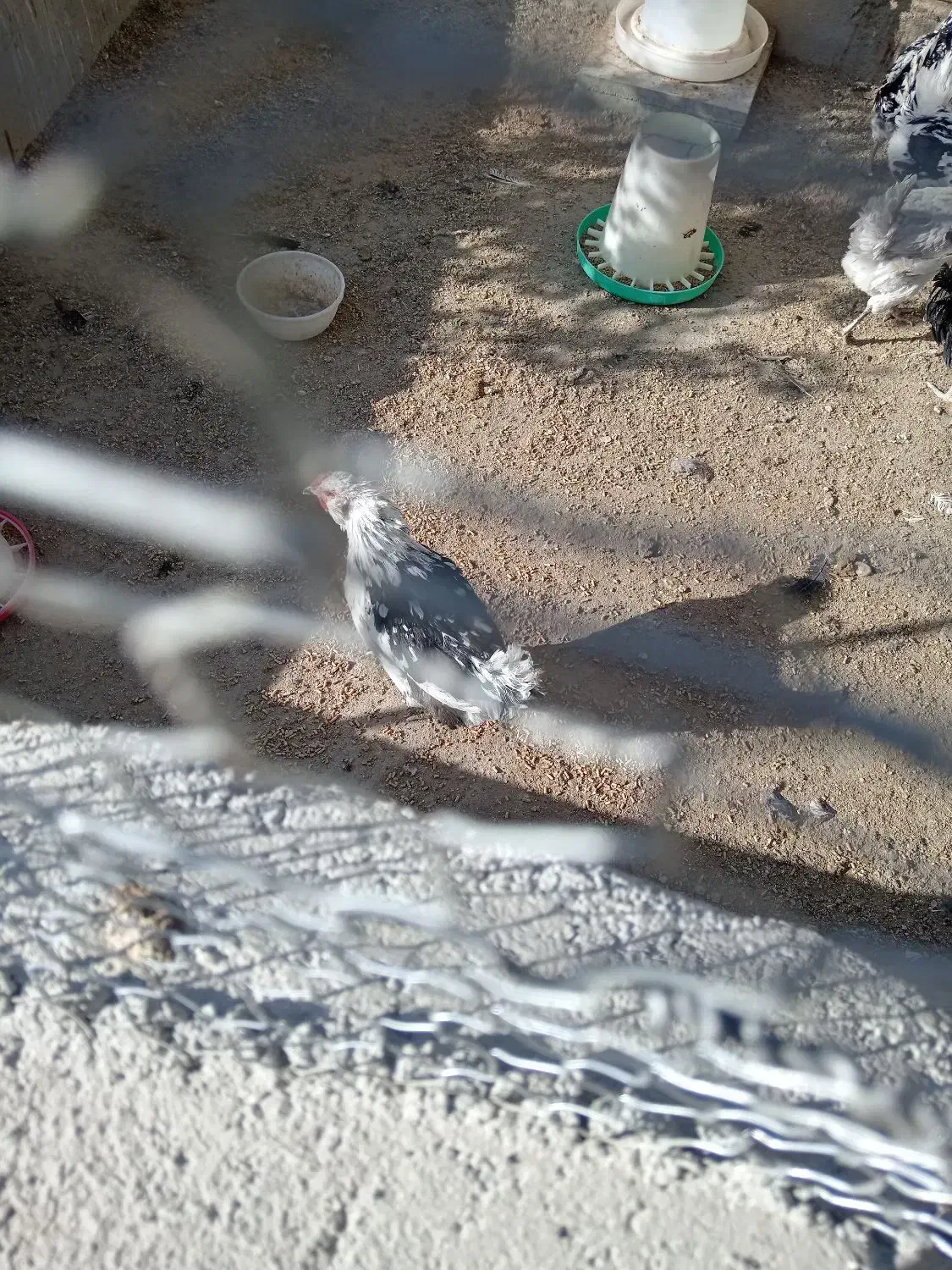 3عدد مرغ ویک عدد خروس گلین|حیوانات مزرعه|شهرضا, |دیوار