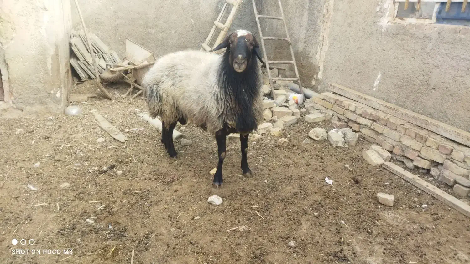 قوچ|حیوانات مزرعه|بشاریات, |دیوار