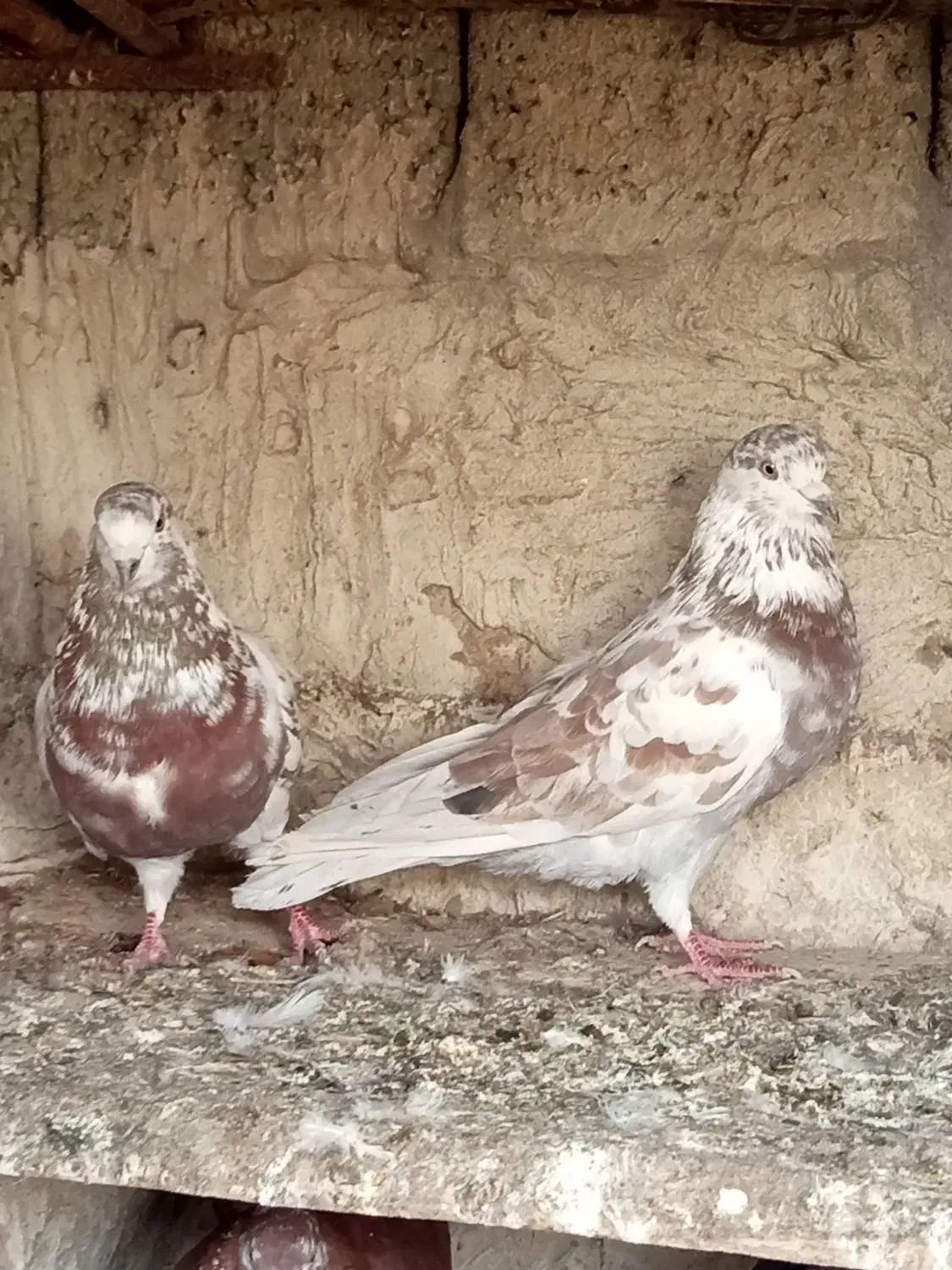 کبوتر پرشی و زاغ یک اتم گرگی|پرنده|انزل, |دیوار