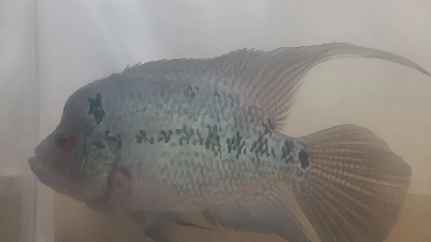 ماهی فلاور.|ماهی|سهند, |دیوار