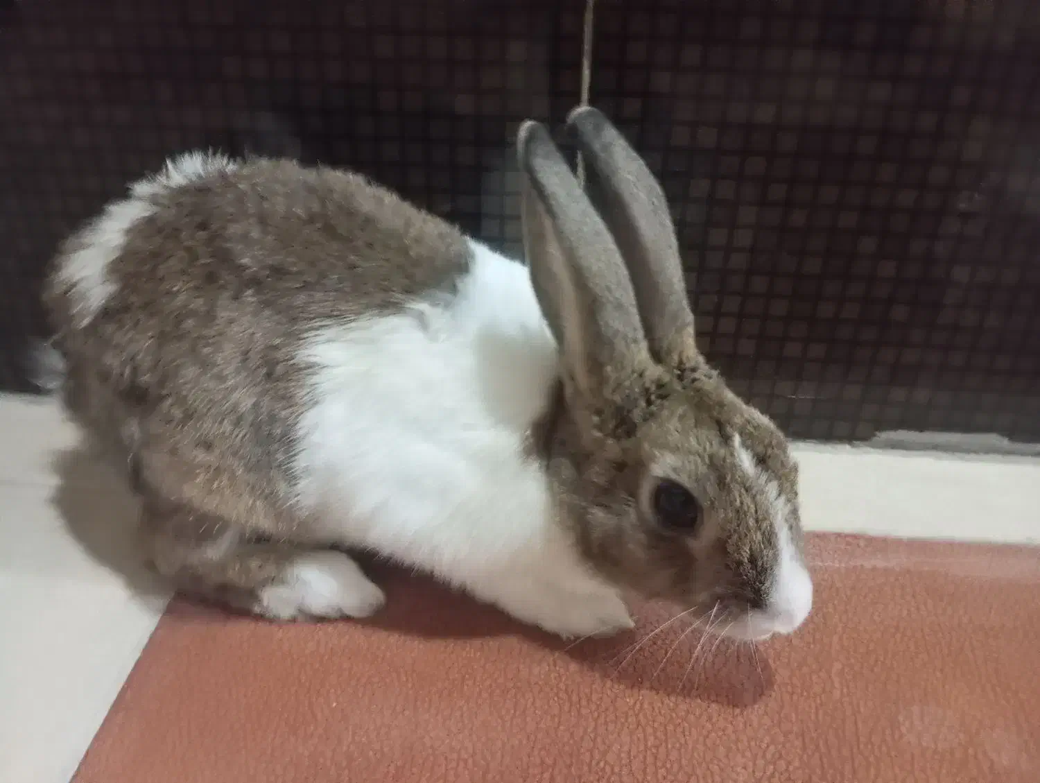 خرگوش نر|موش و خرگوش|بندر ماهشهر, |دیوار