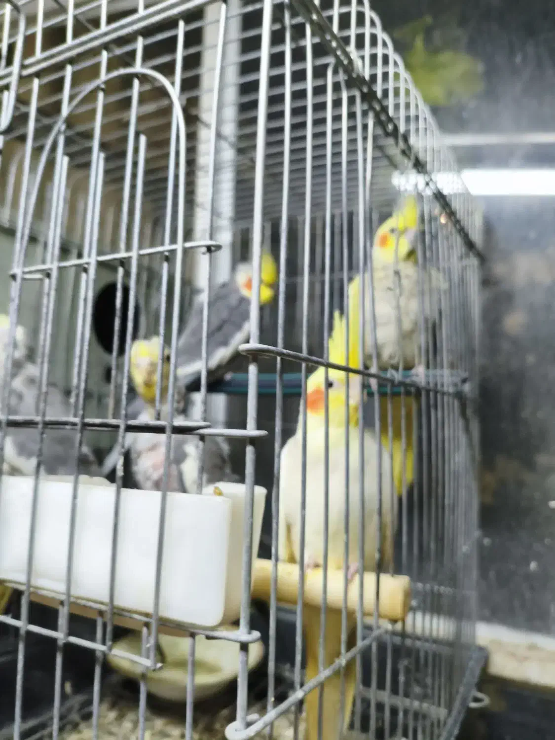 طوطی عروس هلندی|پرنده|شهریار, حصار ساتی|دیوار